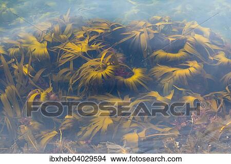 "Algae in the water, Rogaland, Norway, Europe" View Large Photo Image Picture - "Algae in the water, Rogaland, Norway, Europe". Fotosearch