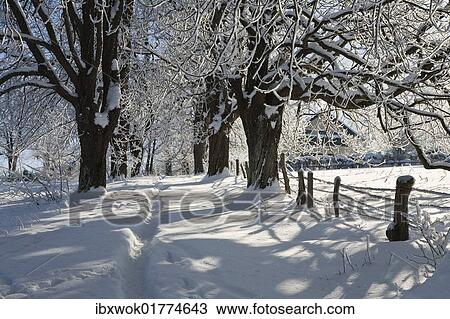 Stock Image - "Alley in snow, winter scenery near Iffeldorf, Upper Bavaria, Germany, Europe". Fotosearch