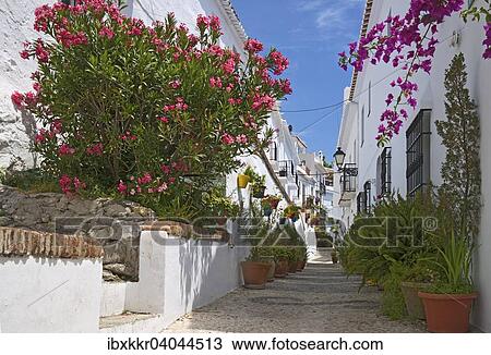 "Alley with potted plants, white villages, Frigiliana, Costa del Sol, Andalucia, Spain, Europe" View Large Photo Image Stock Image - "Alley with potted plants, white villages, Frigiliana, Costa del Sol, Andalucia, Spain, Europe". Fotosearch