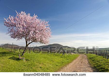 "Almond blossom, Almond tree (Prunus dulcis), Southern Palatinate, Palatinate, Rhineland-Palatinate, Germany, Europe" View Large Photo Image Stock Photography - "Almond blossom, Almond tree (Prunus dulcis), Southern Palatinate, Palatinate, Rhineland-Palatinate, Germany, Europe". Fotosearch
