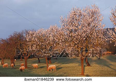 Stock Photo - "Almond blossom, blooming almond trees (Prunus dulcis) and sheep, morning light, Sant Jordi, Majorca, Mallorca, Balearic Islands, Spain, Europe". Fotosearch