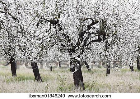 "Almond blossom, blooming almond trees (Prunus dulcis), Santa Maria del Cami, Majorca, Mallorca, Balearic Islands, Spain, Europe" View Large Photo Image Stock Photo - "Almond blossom, blooming almond trees (Prunus dulcis), Santa Maria del Cami, Majorca, Mallorca, Balearic Islands, Spain, Europe". Fotosearch