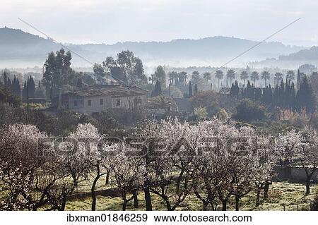 "Almond blossom, blooming almond trees (Prunus dulcis), Alaro, Majorca, Mallorca, Balearic Islands, Spain, Europe" View Large Photo Image Stock Photo - "Almond blossom, blooming almond trees (Prunus dulcis), Alaro, Majorca, Mallorca, Balearic Islands, Spain, Europe". Fotosearch