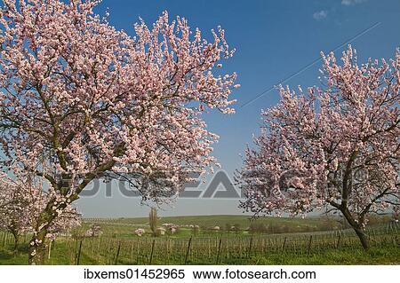 "Almond blossom in the Palatinate, Rhineland-Palatinate, Germany, Europe" View Large Photo Image Stock Photography - "Almond blossom in the Palatinate, Rhineland-Palatinate, Germany, Europe". Fotosearch
