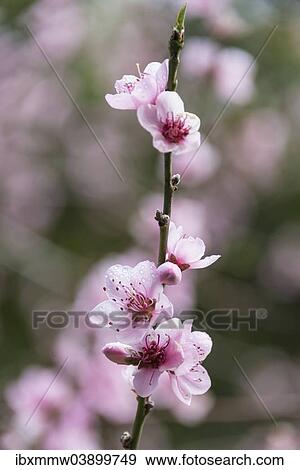 "Almond Tree (Prunus dulcis), almond blossom, La Palma, Canary Islands, Spain, Europe" View Large Photo Image Stock Photo - "Almond Tree (Prunus dulcis), almond blossom, La Palma, Canary Islands, Spain, Europe". Fotosearch