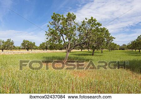 "Almond trees (Prunus dulcis), El Toro, Mallorca, Majorca, Balearic Islands, Spain, Europe" View Large Photo Image Picture - "Almond trees (Prunus dulcis), El Toro, Mallorca, Majorca, Balearic Islands, Spain, Europe". Fotosearch