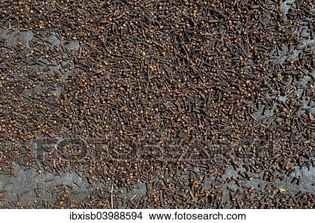 Picture - "Almost completely dried cloves (Syzygium aromaticum) laid out to dry, Munduk, Bali, Indonesia, Asia". Fotosearch