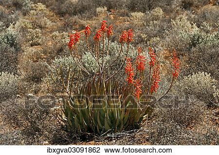 Stock Image - "Aloe falcata or Vanrhynsdorp aloe, in its habitat, Knersvlakte, Vanrhynsdorp, South Africa, Africa". Fotosearch