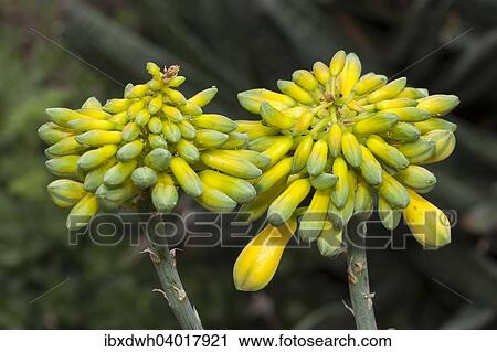 Stock Image - "Aloe species (Aloe sinkatana), native to Northeast Africa". Fotosearch