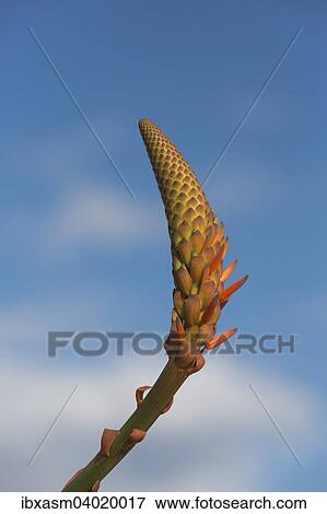 "Aloe Vera (Aloe vera), inflorescence, Portugal, Europe" View Large Photo Image Stock Photo - "Aloe Vera (Aloe vera), inflorescence, Portugal, Europe". Fotosearch