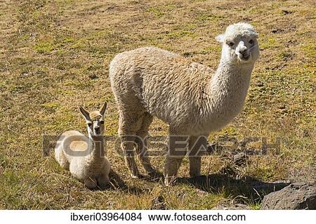 "Alpaca (Vicugna pacos) adult with young, Peru, South America" View Large Photo Image Picture - "Alpaca (Vicugna pacos) adult with young, Peru, South America". Fotosearch