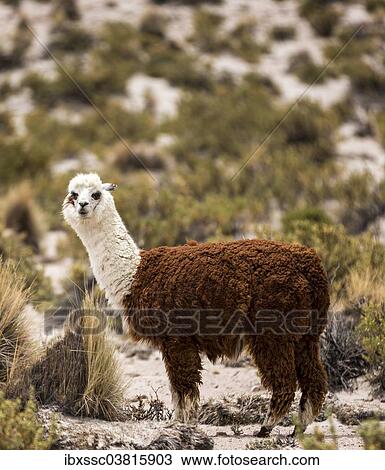 "Alpaca (Vicugna pacos), Atacama Desert, Altiplano Highlands, Bolivia, South America" View Large Photo Image Stock Image - "Alpaca (Vicugna pacos), Atacama Desert, Altiplano Highlands, Bolivia, South America". Fotosearch