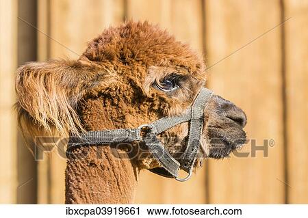 "Alpaca (Vicugna pacos), female, Tyrol, Austria, Europe" View Large Photo Image Stock Image - "Alpaca (Vicugna pacos), female, Tyrol, Austria, Europe". Fotosearch