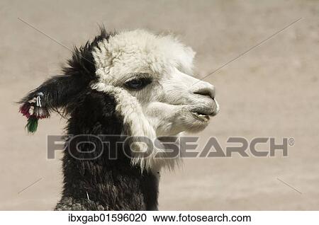 "Alpaca (Vicugna pacos), Lauca National Park, Arica and Parinacota Region, Chile, South America" View Large Photo Image Stock Image - "Alpaca (Vicugna pacos), Lauca National Park, Arica and Parinacota Region, Chile, South America". Fotosearch