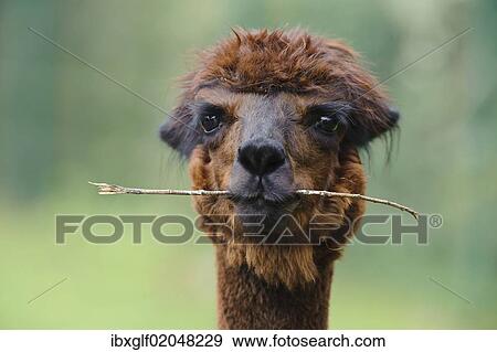 Stock Photo - "Alpaca (Vicugna pacos), portrait, animal holding branch in its mouth, Jaderpark, Lower Saxony, Germany, Europe". Fotosearch