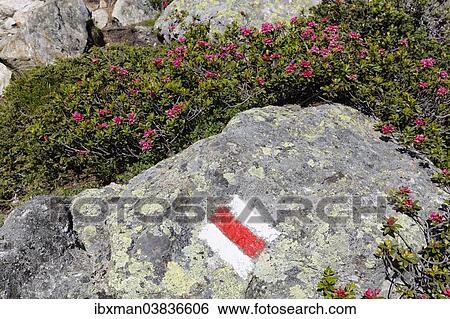 "Alpenrose (Rhododendron ferrugineum), trail-marking, Mt Schafberg, Montafon, Ratikon, Vorarlberg, Austria, Europe" View Large Photo Image Stock Photograph - "Alpenrose (Rhododendron ferrugineum), trail-marking, Mt Schafberg, Montafon, Ratikon, Vorarlberg, Austria, Europe". Fotosearch