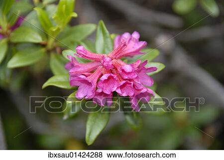 "Alpenrose, snow-rose, or rusty-leaved alpenrose (Rhododendron ferrugineum), on Mt. Kramer or Mt. Kramerspitz, near Garmisch-Partenkirchen, Werdenfelser Land area, Upper Bavaria, Bavaria, Germany, Europe" View Large Photo Image Stock Photo - "Alpenrose, snow-rose, or rusty-leaved alpenrose (Rhododendron ferrugineum), on Mt. Kramer or Mt. Kramerspitz, near Garmisch-Partenkirchen, Werdenfelser Land area, Upper Bavaria, Bavaria, Germany, Europe". Fotosearch