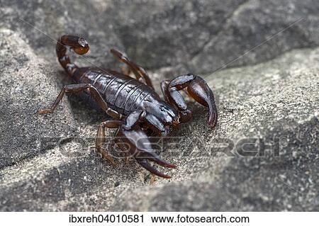 "Alpenskorpion (Euscorpius germanus), Gurgltal, Tyrol, Austria, Europe" View Large Photo Image Stock Image - "Alpenskorpion (Euscorpius germanus), Gurgltal, Tyrol, Austria, Europe". Fotosearch