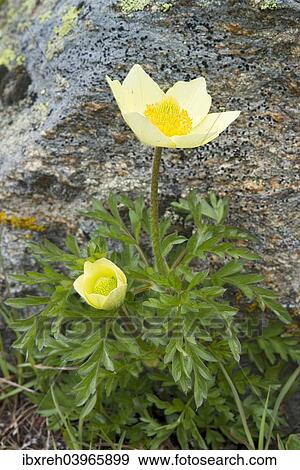 "Alpine Anemone or Sulphur Anemone (Pulsatilla alpina ssp. Alpiifolia), Kaunertal valley, Tyrol, Austria, Europe" View Large Photo Image Stock Photo - "Alpine Anemone or Sulphur Anemone (Pulsatilla alpina ssp. Alpiifolia), Kaunertal valley, Tyrol, Austria, Europe". Fotosearch