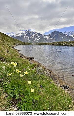 "Alpine Anemones or Sulphur Anemones (Pulsatilla alpina ssp. apiifolia), the Kaunergrat ridge at the back, Seeles See lake, Kaunertal valley, Tyrol, Austria, Europe" View Large Photo Image Stock Image - "Alpine Anemones or Sulphur Anemones (Pulsatilla alpina ssp. apiifolia), the Kaunergrat ridge at the back, Seeles See lake, Kaunertal valley, Tyrol, Austria, Europe". Fotosearch