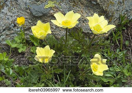 "Alpine Anemones or Sulphur Anemones (Pulsatilla alpina ssp. Alpiifolia), Kaunertal valley, Tyrol, Austria, Europe" View Large Photo Image Stock Photo - "Alpine Anemones or Sulphur Anemones (Pulsatilla alpina ssp. Alpiifolia), Kaunertal valley, Tyrol, Austria, Europe". Fotosearch