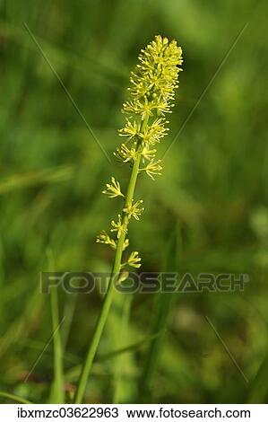 "Alpine Asphodel (Tofieldia calyculata), Ramsau bei Berchtesgaden, Berchtesgadener Land District, Upper Bavaria, Bavaria, Germany, Europe" View Large Photo Image Stock Image - "Alpine Asphodel (Tofieldia calyculata), Ramsau bei Berchtesgaden, Berchtesgadener Land District, Upper Bavaria, Bavaria, Germany, Europe". Fotosearch