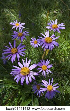 "Alpine Aster (Aster alpinus), Passo di Costalunga, South Tyrol, Italy, Europe" View Large Photo Image Stock Image - "Alpine Aster (Aster alpinus), Passo di Costalunga, South Tyrol, Italy, Europe". Fotosearch
