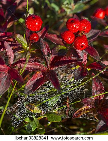 "Alpine Bearberry (Arctostaphylos alpinus), colored leaves and berries in autumn, ‪Troms, Norway, Europe" View Large Photo Image Stock Image - "Alpine Bearberry (Arctostaphylos alpinus), colored leaves and berries in autumn, ‪Troms, Norway, Europe". Fotosearch
