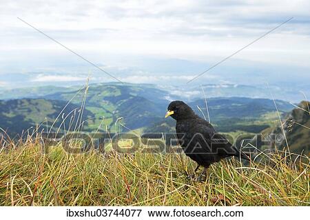 Stock Photo - "Alpine Chough (Chough graculus) with a views of the Swiss Plateau or Central Plateau, Pilatus, Luzern, Canton of Lucerne, Switzerland, Europe". Fotosearch