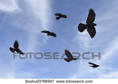 "Alpine Chough or Yellow-billed Chough (Pyrrhocorax graculus) in flight, Canton of St. Gallen, Switzerland, Europe" View Large Photo Image Stock Photo - "Alpine Chough or Yellow-billed Chough (Pyrrhocorax graculus) in flight, Canton of St. Gallen, Switzerland, Europe". Fotosearch