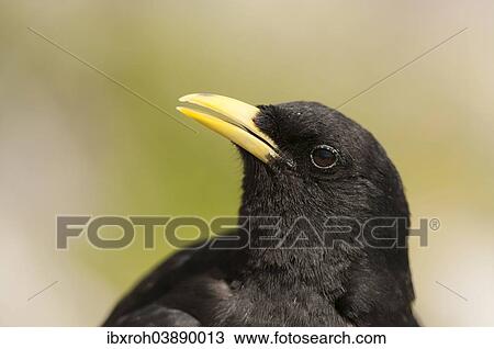 "Alpine Chough (Pyrrhocorax graculus), Unterberg, Salzburg, Austria, Europe" View Large Photo Image Stock Image - "Alpine Chough (Pyrrhocorax graculus), Unterberg, Salzburg, Austria, Europe". Fotosearch