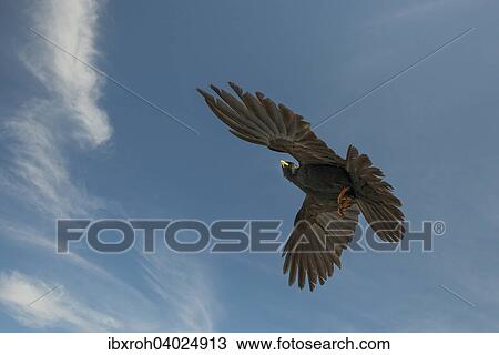 "Alpine Chough (Pyrrhocorax graculus) in flight, Unterberg, Salzburg, Austria, Europe" View Large Photo Image Stock Image - "Alpine Chough (Pyrrhocorax graculus) in flight, Unterberg, Salzburg, Austria, Europe". Fotosearch