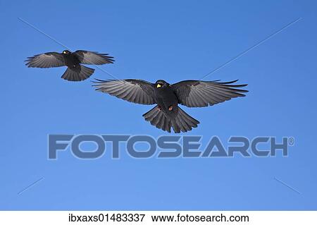 "Alpine choughs (Pyrrhocorax graculus) on Mt. Chaeserrugg, Unterwasser, Toggenburg, Canton St. Gallen, Switzerland, Europe" View Large Photo Image Stock Photo - "Alpine choughs (Pyrrhocorax graculus) on Mt. Chaeserrugg, Unterwasser, Toggenburg, Canton St. Gallen, Switzerland, Europe". Fotosearch