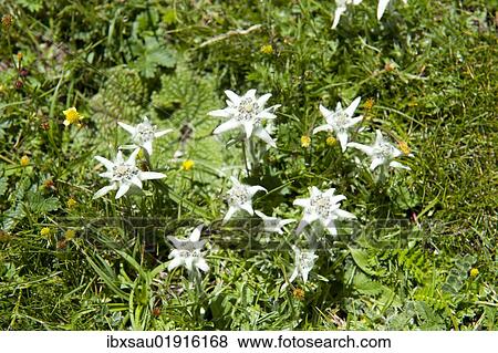 Stock Photo - "Alpine edelweiss (Leontopodium nivale) near the Chitu-La Pass near Samye, Himalaya Range, Central Tibet, Ue-Tsang, Tibet Autonomous Region, People's Republic of China, Asia". Fotosearch