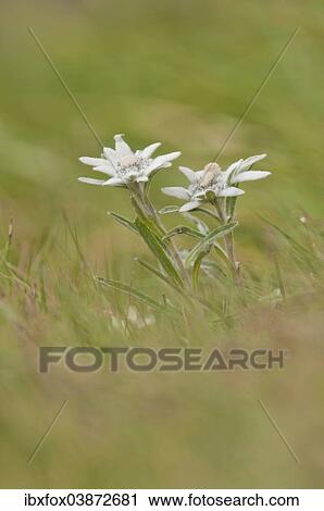 Stock Image - "Alpine Edelweiss (Leontopodium nivale), Carinthia, Austria, Europe". Fotosearch