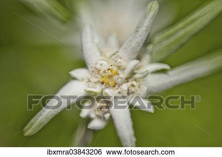 "Alpine Edelweiss (Leontopodium nivale), macro shot" View Large Photo Image Stock Photograph - "Alpine Edelweiss (Leontopodium nivale), macro shot". Fotosearch