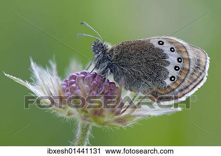Stock Image - Alpine Heath (Coenonympha gardetta). Fotosearch