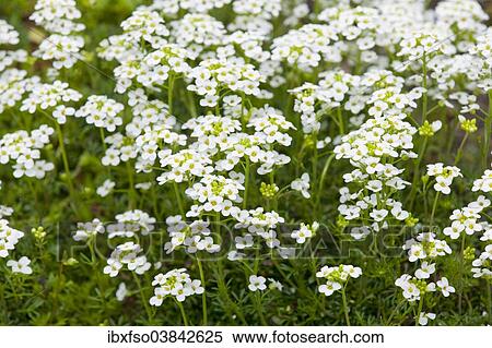 Stock Photography - "Alpine Hutchinsia (Hutchinsia alpina), flowering, Thuringia, Germany, Europe". Fotosearch
