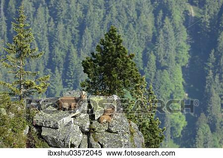 Stock Photography - "Alpine Ibex (Capra ibex), adult and two young animals lying on rock slab, Bernese Oberland, Canton of Bern, Switzerland, Europe". Fotosearch