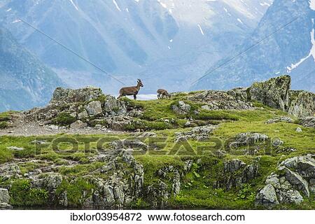 "Alpine Ibex (Capra ibex) and young on rocks, Mont Blanc, France, Europe" View Large Photo Image Stock Image - "Alpine Ibex (Capra ibex) and young on rocks, Mont Blanc, France, Europe". Fotosearch