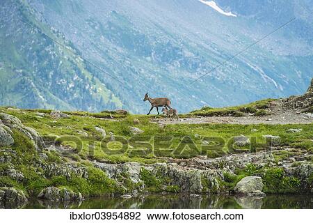"Alpine Ibex (Capra ibex) and young, Mont Blanc, France, Europe" View Large Photo Image Stock Image - "Alpine Ibex (Capra ibex) and young, Mont Blanc, France, Europe". Fotosearch