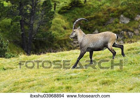 Picture - "Alpine ibex (Capra ibex), Bernese Oberland, Switzerland, Europe". Fotosearch