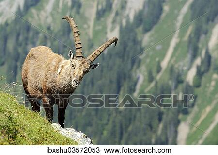 Stock Image - "Alpine Ibex (Capra ibex), Bernese Oberland, Canton of Bern, Switzerland, Europe". Fotosearch
