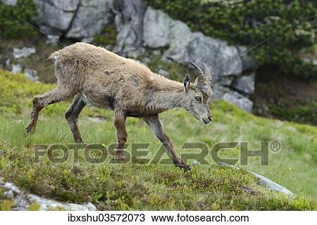 "Alpine Ibex (Capra ibex), Bernese Oberland, Canton of Bern, Switzerland, Europe" View Large Photo Image Stock Image - "Alpine Ibex (Capra ibex), Bernese Oberland, Canton of Bern, Switzerland, Europe". Fotosearch