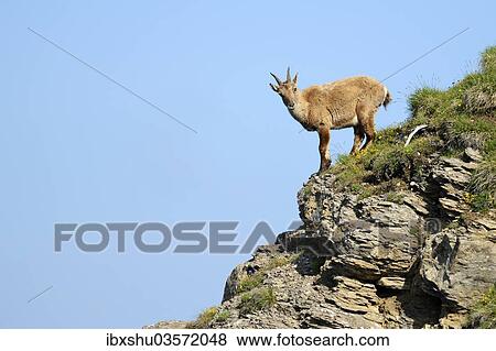 Stock Photo - "Alpine Ibex (Capra ibex), Bernese Oberland, Canton of Bern, Switzerland, Europe". Fotosearch