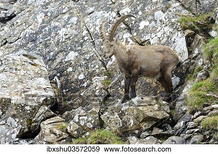 "Alpine Ibex (Capra ibex), Bernese Oberland, Canton of Bern, Switzerland, Europe" View Large Photo Image Stock Photo - "Alpine Ibex (Capra ibex), Bernese Oberland, Canton of Bern, Switzerland, Europe". Fotosearch