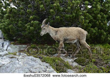 "Alpine Ibex (Capra ibex), Bernese Oberland, Canton of Bern, Switzerland, Europe" View Large Photo Image Stock Photo - "Alpine Ibex (Capra ibex), Bernese Oberland, Canton of Bern, Switzerland, Europe". Fotosearch