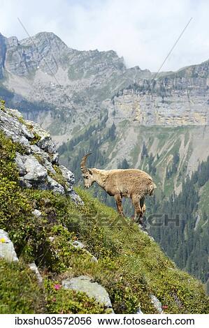 "Alpine Ibex (Capra ibex), Bernese Oberland, Canton of Bern, Switzerland, Europe" View Large Photo Image Stock Photograph - "Alpine Ibex (Capra ibex), Bernese Oberland, Canton of Bern, Switzerland, Europe". Fotosearch