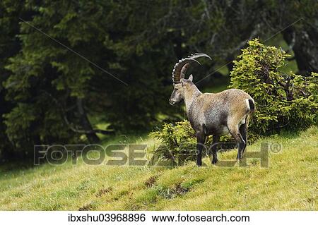 Stock Photograph - "Alpine ibex (Capra ibex), Bernese Oberland, Switzerland, Europe". Fotosearch