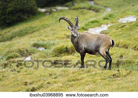 "Alpine ibex (Capra ibex), Bernese Oberland, Switzerland, Europe" View Large Photo Image Stock Photography - "Alpine ibex (Capra ibex), Bernese Oberland, Switzerland, Europe". Fotosearch
